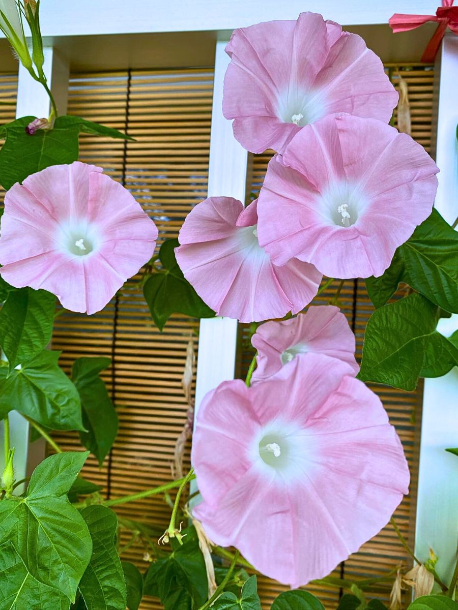 Morning Glory Meaning and the Inside Details of This Early Morning Bloomer