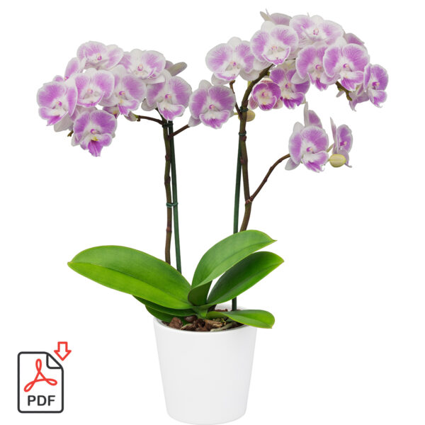 TOTF2021SE 17 Floricultura 215388 Phalaenopsis Eccentrix Xanadu