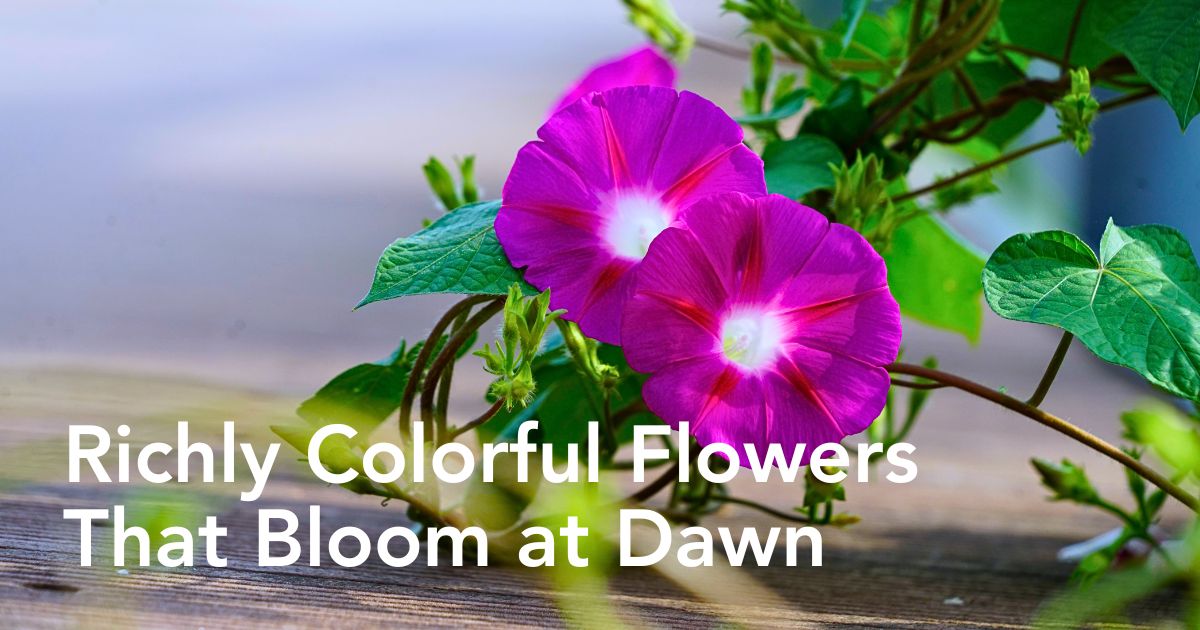 Morning Glory Meaning, Symbolism and Significance Across Different Cultures