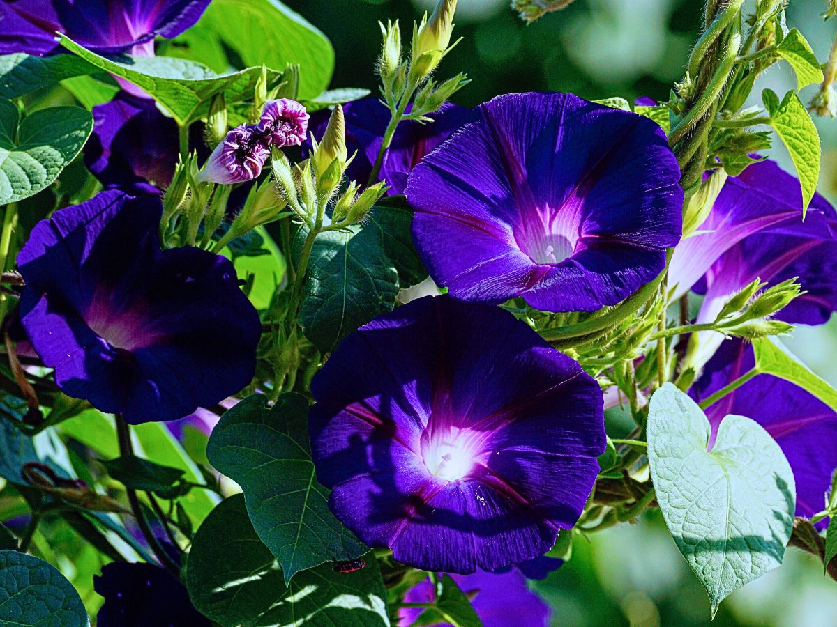 morning glory blooms is also used in various religious ceremonies reminding of its divine purity as cherished and celebrated in many cultures 