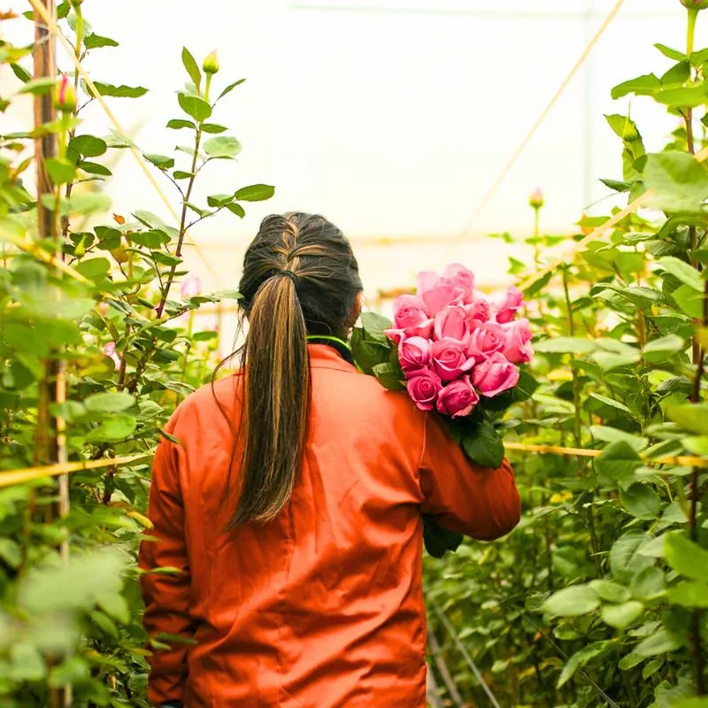 Ecuadorian roses