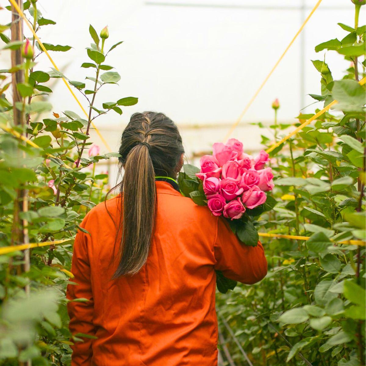 Ecuadorian pink roses