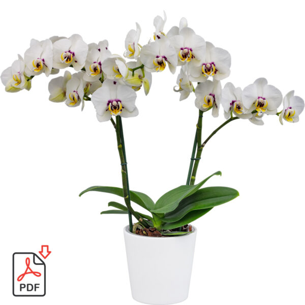 TOTF2021FE 11 Floricultura 313998  Phalaenopsis Eccentrix Diamond Sky