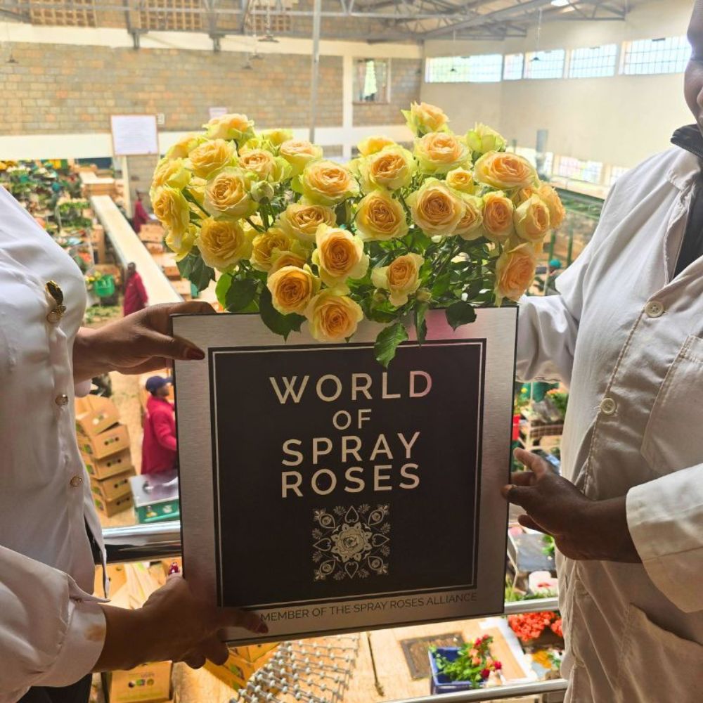 World of Spray Roses