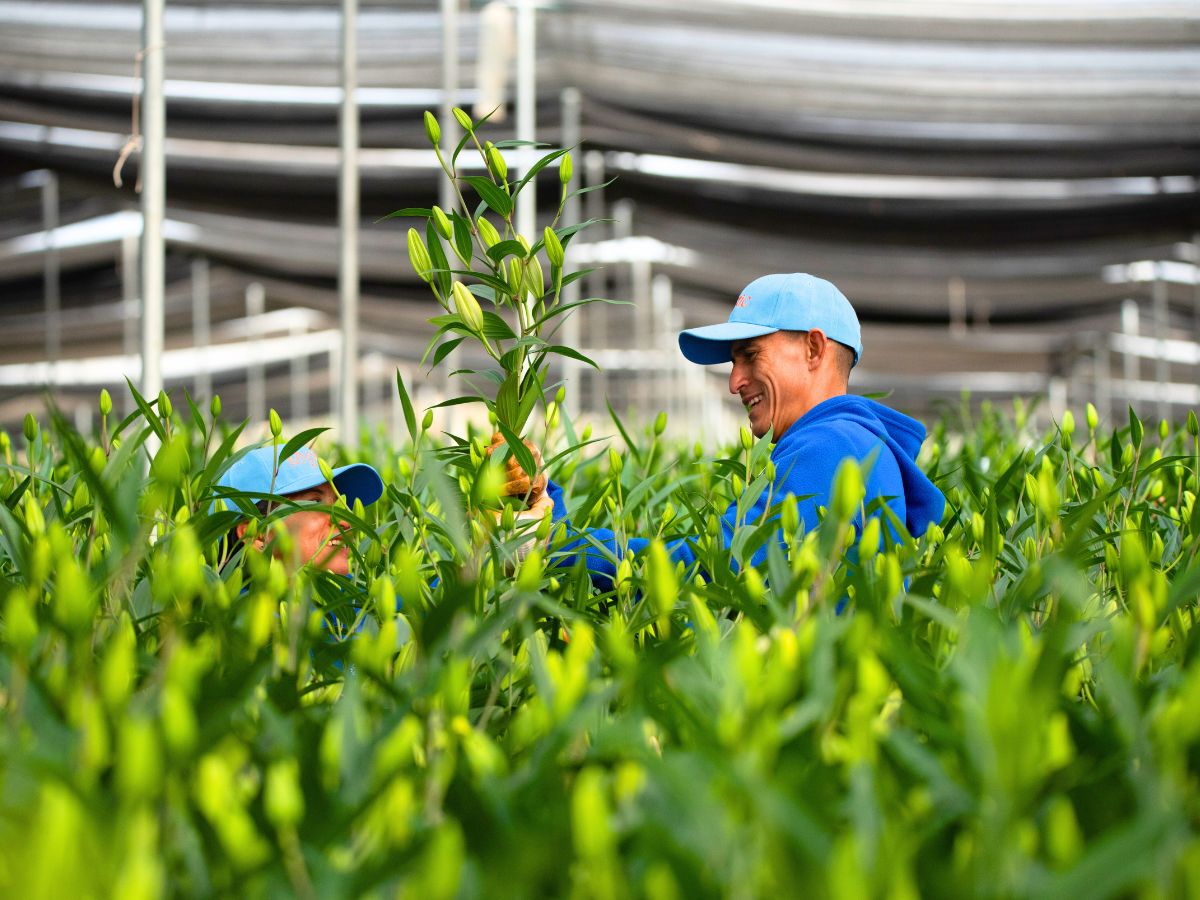 Post harvest processes at Mystic Flowers