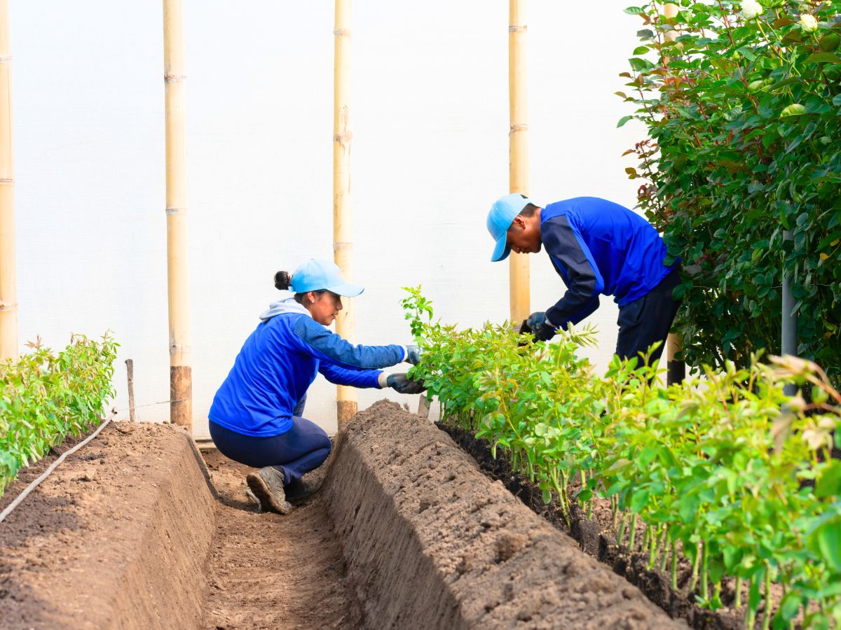 Quality processes at Mystic Flowers Ecuador