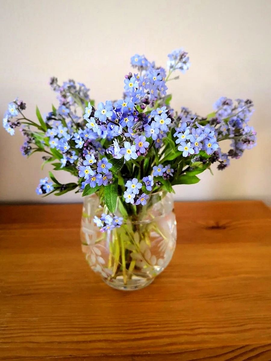 forget me not flowers in a vase