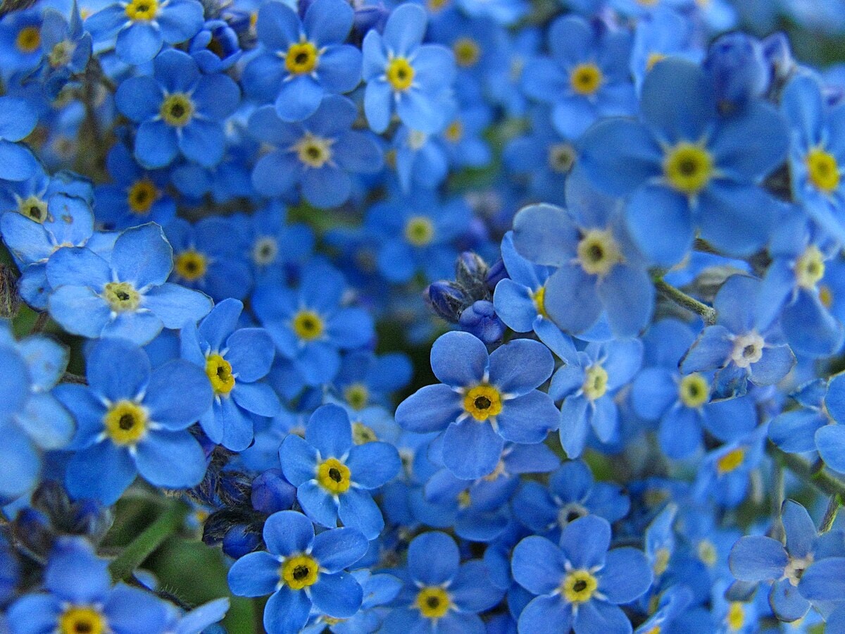 alpine forget me not or myosotis alpestris