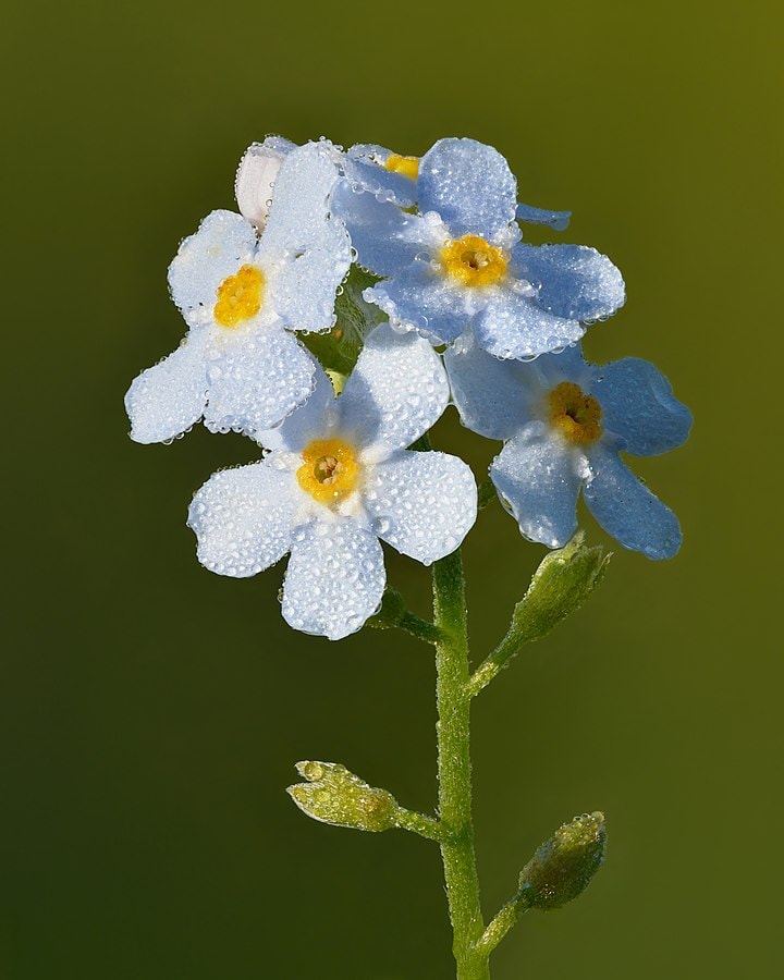 true forget me not or mysosotis scorpioidis