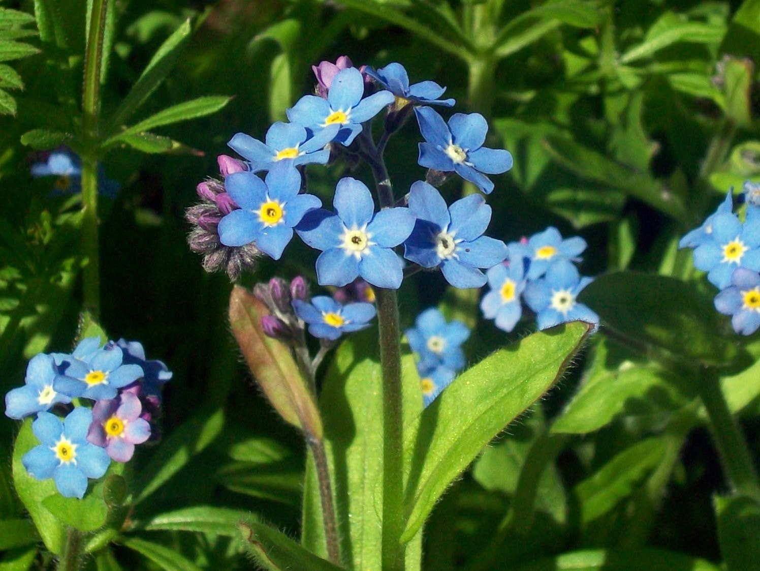 Woodland forget me not plant