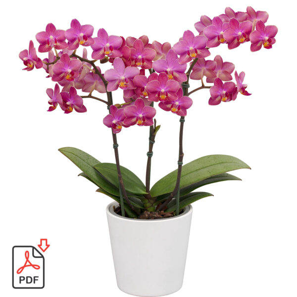 TOTF2021SE 17 Floricultura 232853 Phalaenopsis AromorA Secret Fragrance