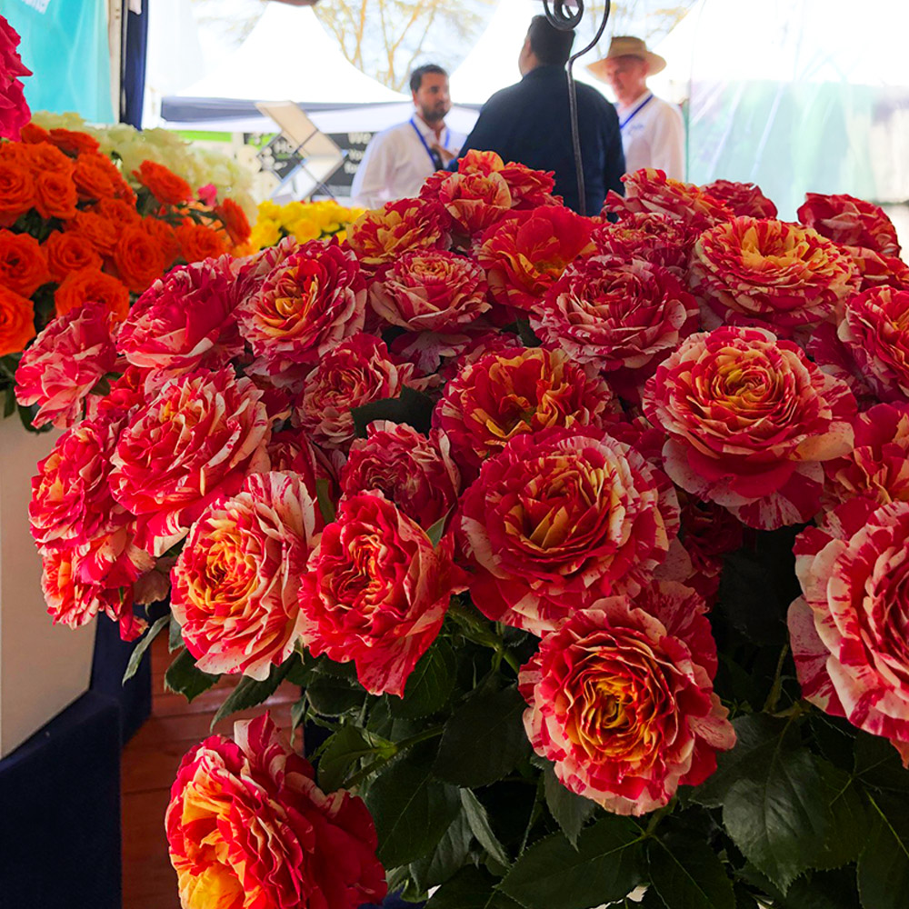 Naivasha Fair 2024 De Ruiter roses