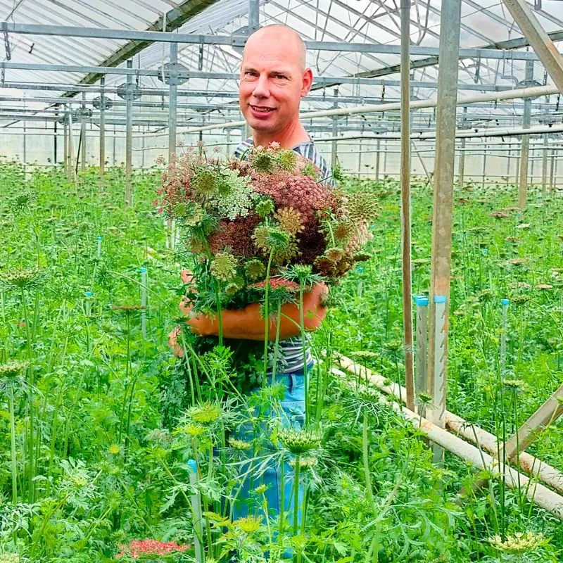 Maurits Keppel’s Scoops - The Graceful Daucus Carota Dara