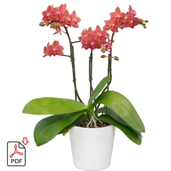 TOTF2021SE 17 Floricultura 235615 Phalaenopsis AromorA Goodnight Kiss