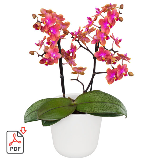 TOTF2021SE 17 Floricultura 232861 Phalaenopsis AromorA Dusty Belle