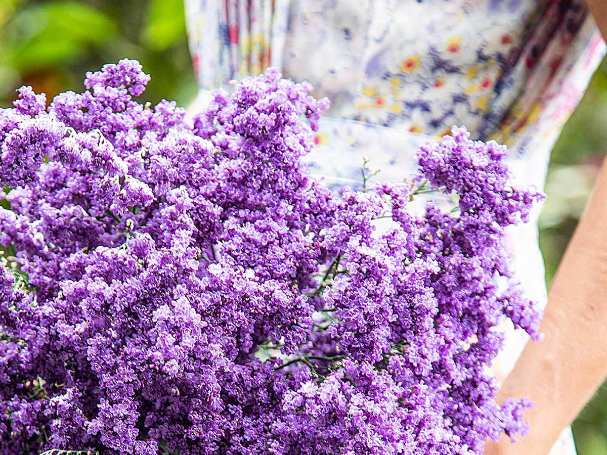 Limonium Shooting Star