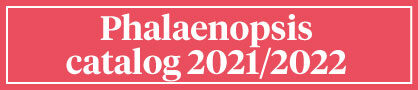 Button Phalaenopsis-catalog-2021-2022
