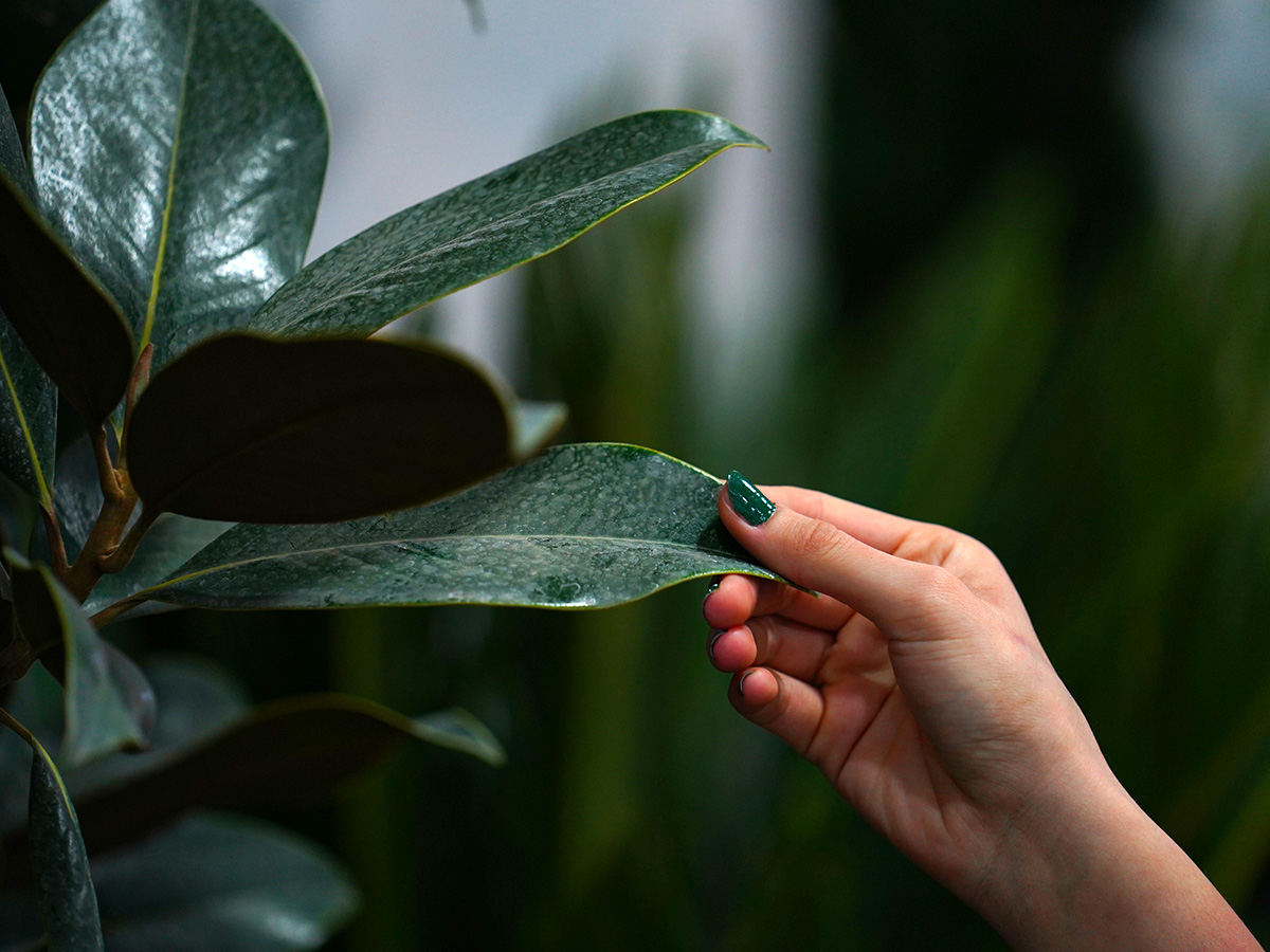 Landscape Istanbul Fair hand touches green leaf