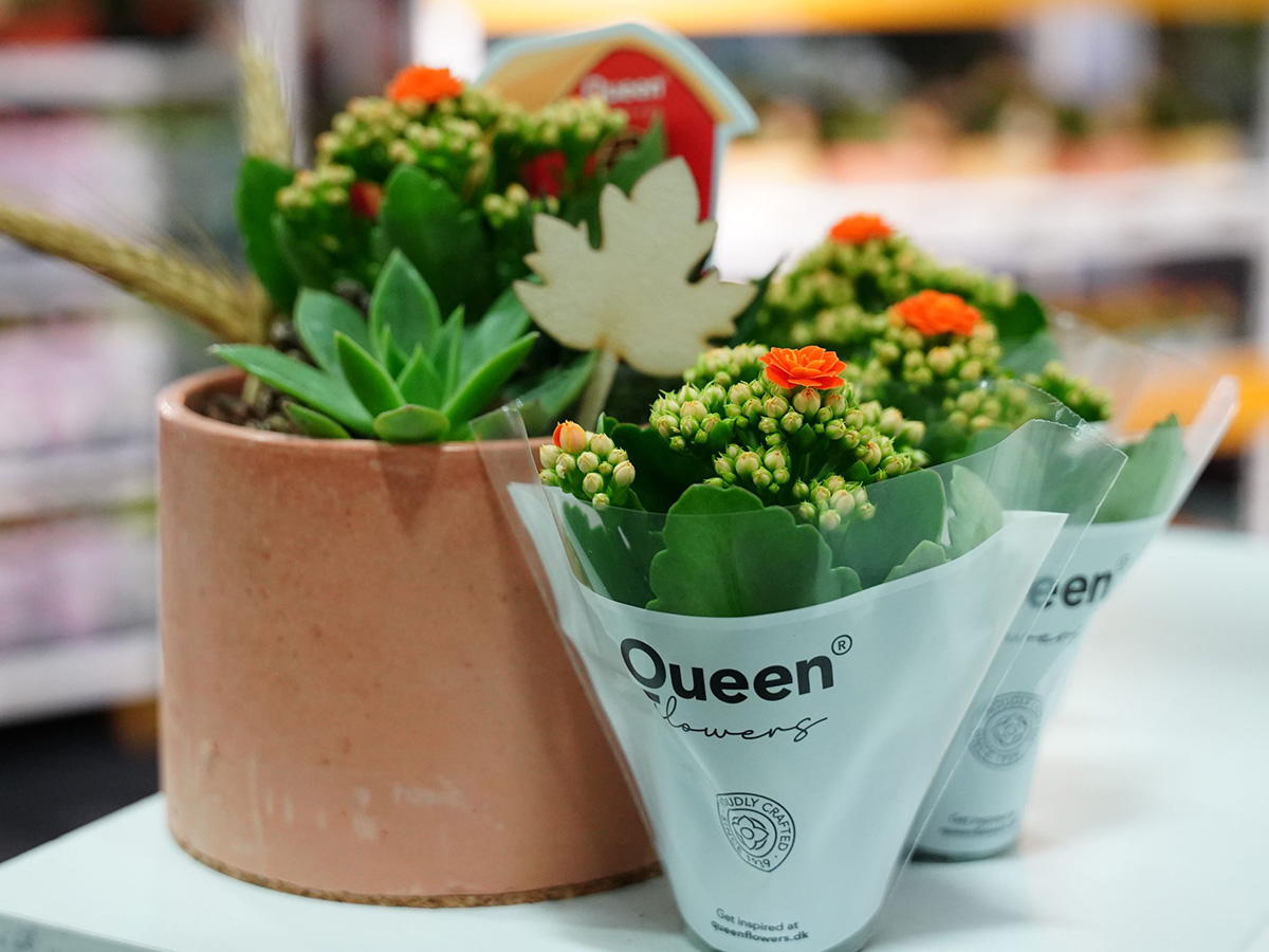 Landscape Istanbul Fair Queen Flowers Kalanchoe