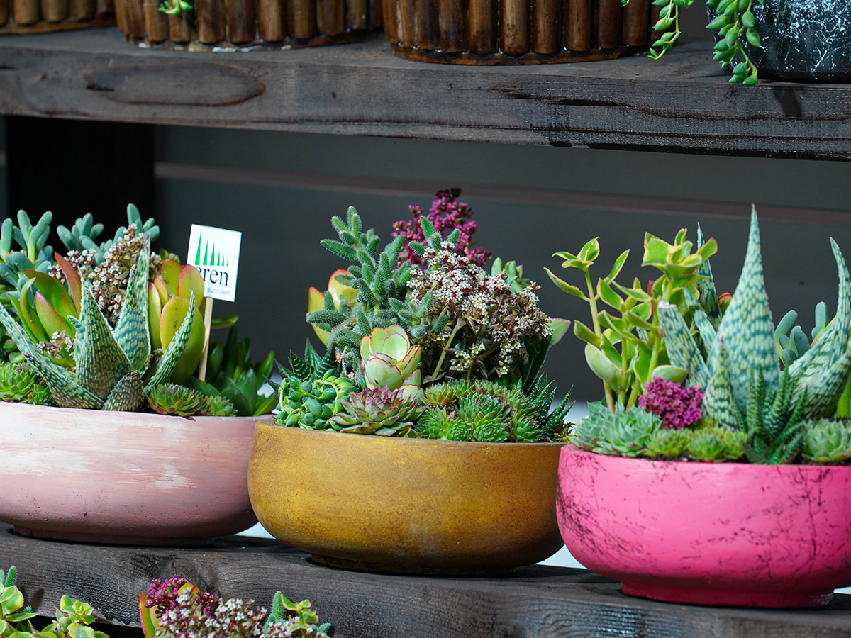 Landscape Istanbul Fair succulents in pots