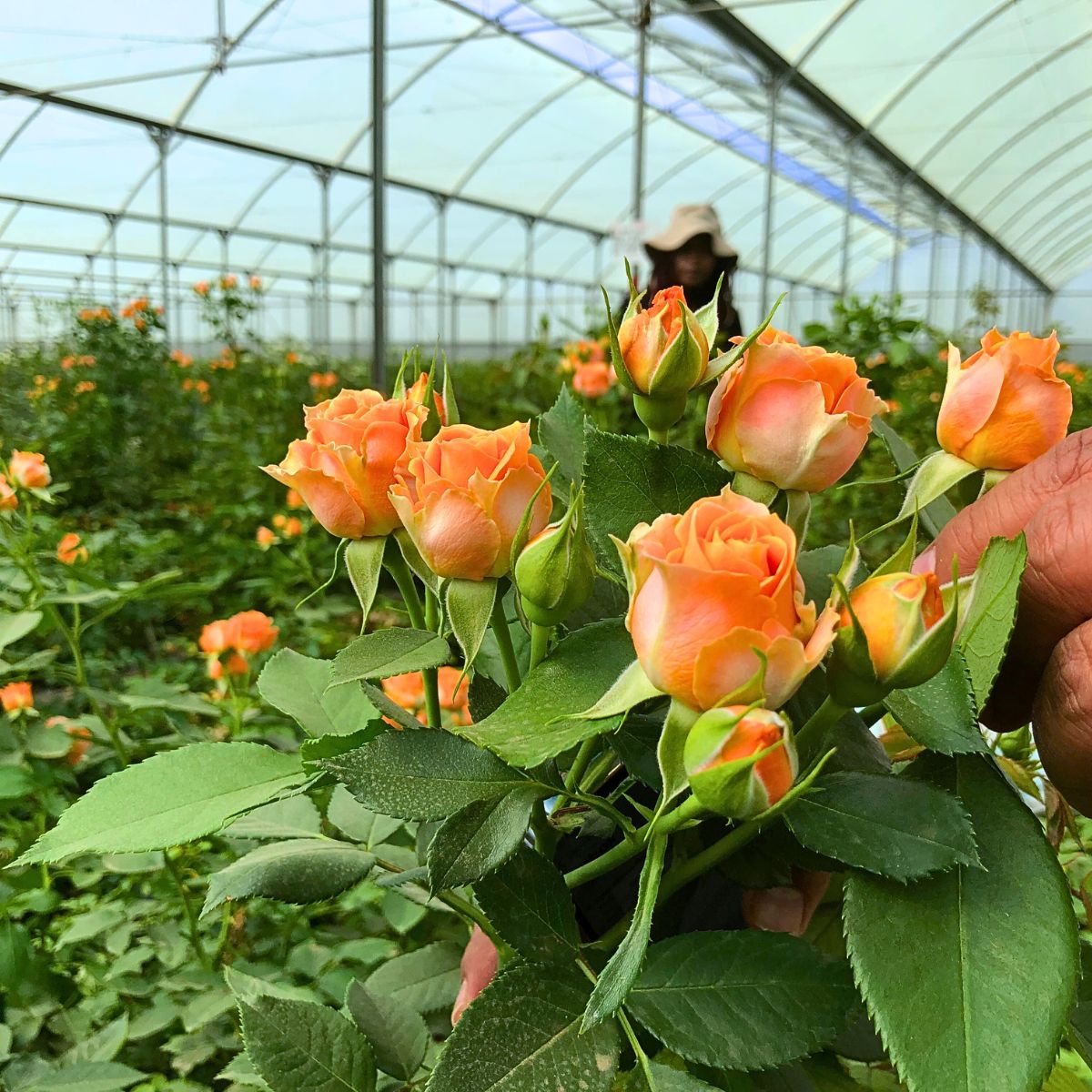 ​Breeder ​De Ruiter and Grower Shalimar Flowers Kenya Ltd in a Partnership That Grows Their Respective Flower Businesses