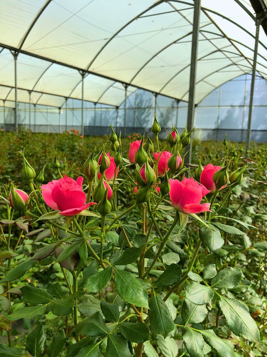 ​Breeder ​De Ruiter and Grower Shalimar Flowers Kenya Ltd in a Partnership That Grows Their Respective Flower Businesses