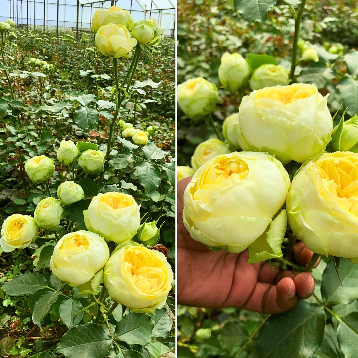 ​Breeder ​De Ruiter and Grower Shalimar Flowers Kenya Ltd in a Partnership That Grows Their Respective Flower Businesses