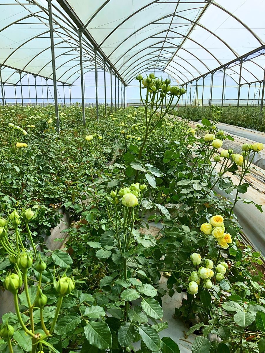 Climate Change Poses a Threat to Kenya&rsquo;s Floriculture Industry, but It Remains Resilient