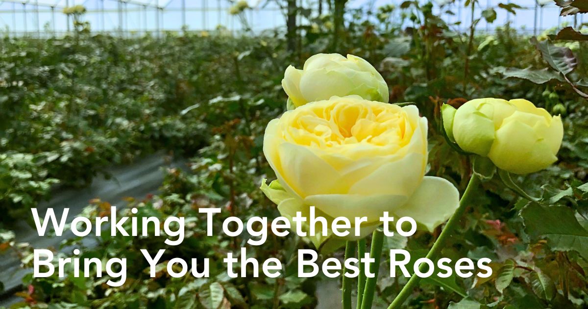 ​Breeder ​De Ruiter and Grower Shalimar Flowers Kenya Ltd in a Partnership That Grows Their Respective Flower Businesses