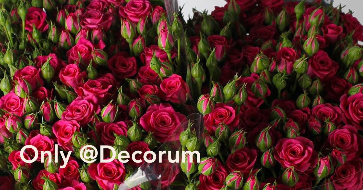 What Is Decorum Only?