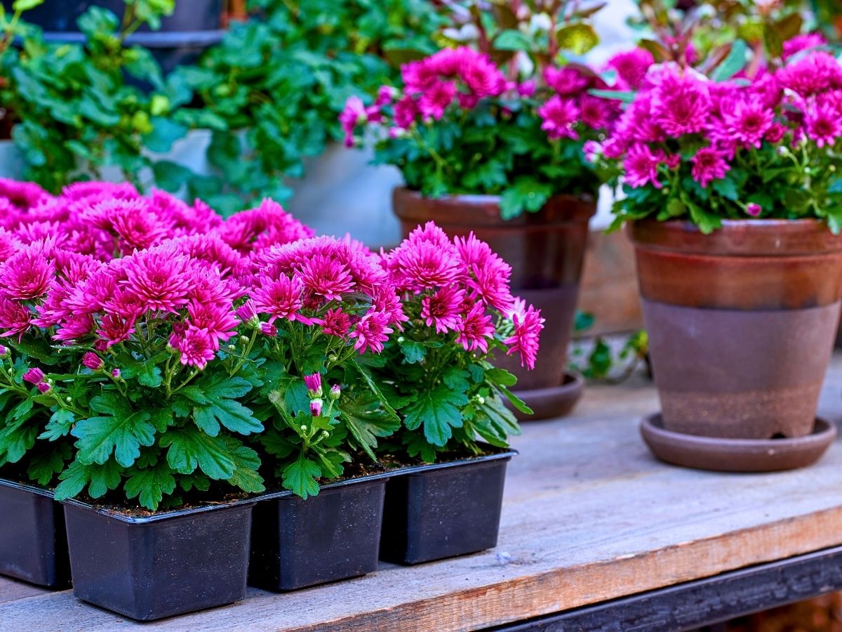 The Long-Lasting Colorful PaX Chrysanthemums From Royal Van Zanten in Your Patio or Garden