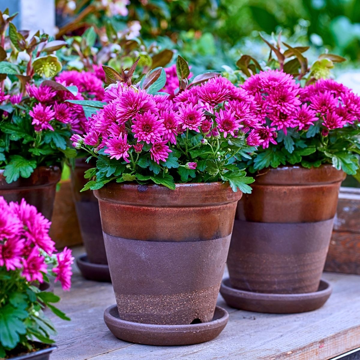 The Long-Lasting Colorful PaX Chrysanthemums From Royal Van Zanten in Your Patio or Garden