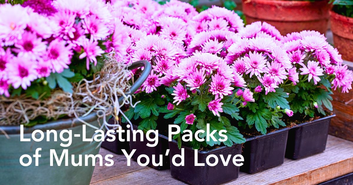 The Long-Lasting Colorful PaX Chrysanthemums From Royal Van Zanten in Your Patio or Garden