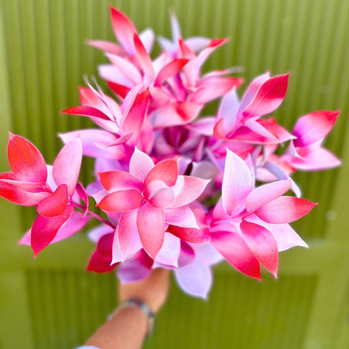 Strong pink dyed foliage by Flower Colors