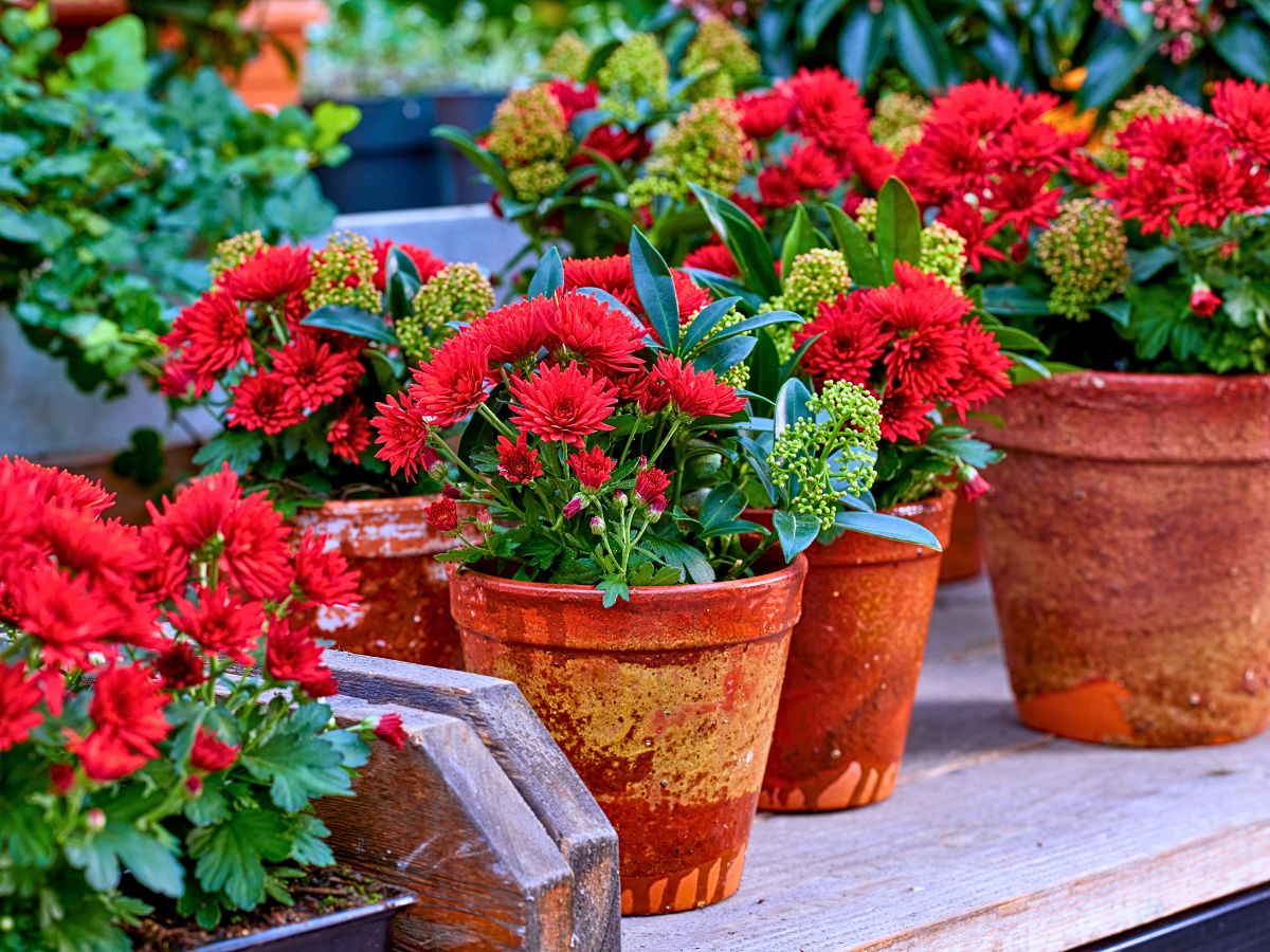 The Long-Lasting Colorful PaX Chrysanthemums From Royal Van Zanten in Your Patio or Garden