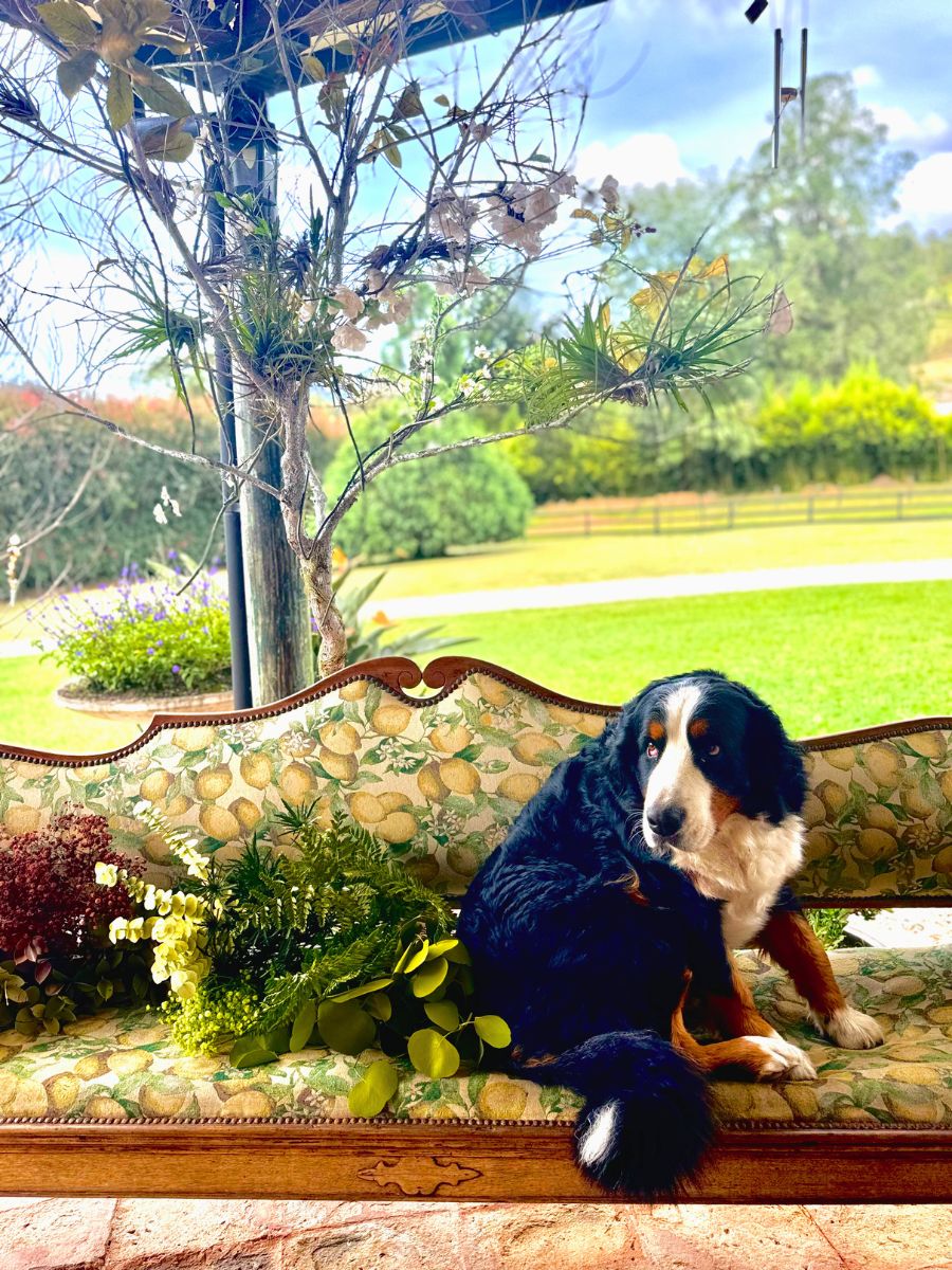 Dog posing with dyed flowers and foliage