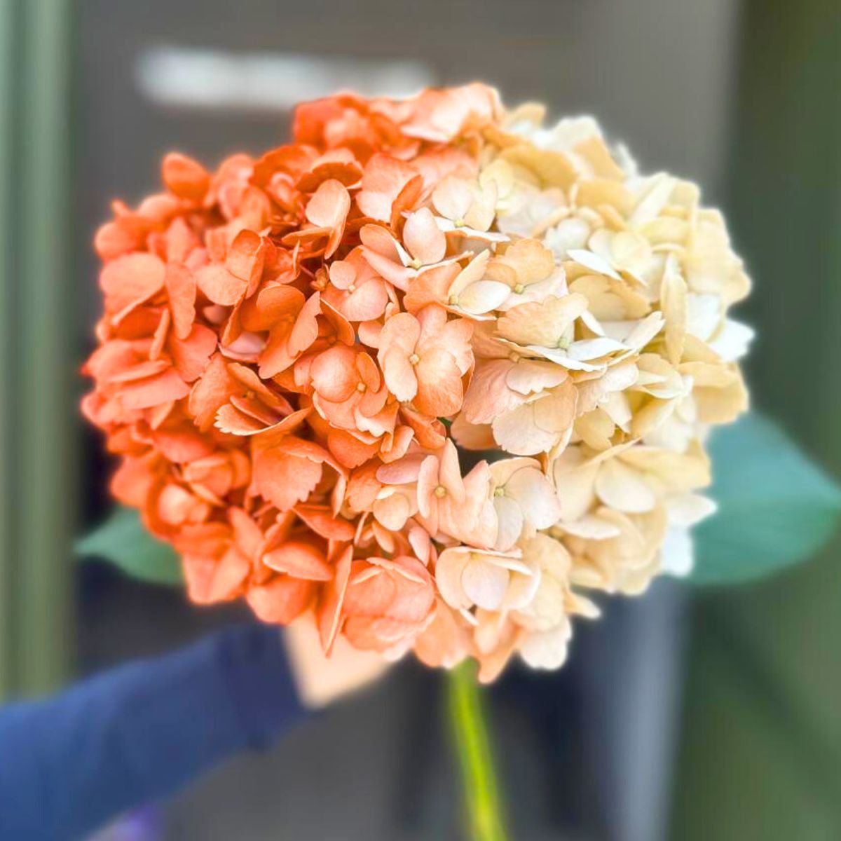 Bicolor dyed hydrangea by Flower Colors