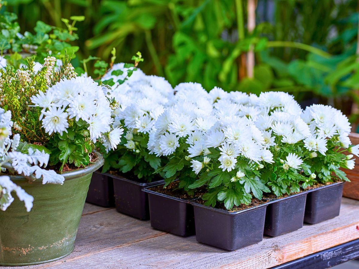 The Long-Lasting Colorful PaX Chrysanthemums From Royal Van Zanten in Your Patio or Garden