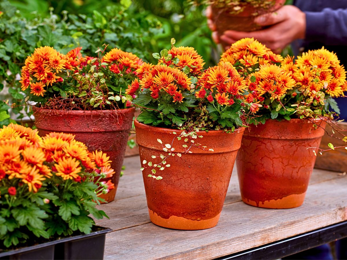 The Long-Lasting Colorful PaX Chrysanthemums From Royal Van Zanten in Your Patio or Garden