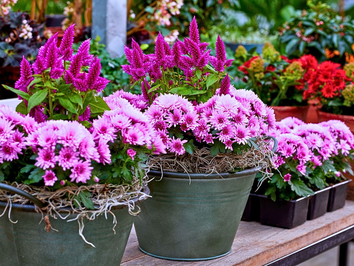 The Long-Lasting Colorful PaX Chrysanthemums From Royal Van Zanten in Your Patio or Garden