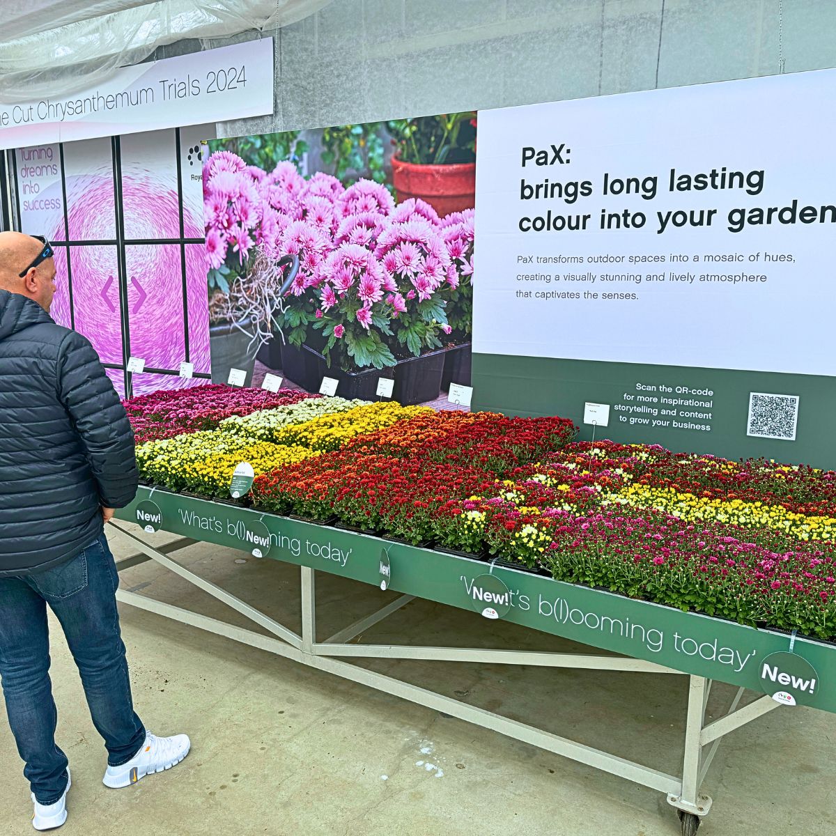 The Long-Lasting Colorful PaX Chrysanthemums From Royal Van Zanten in Your Patio or Garden