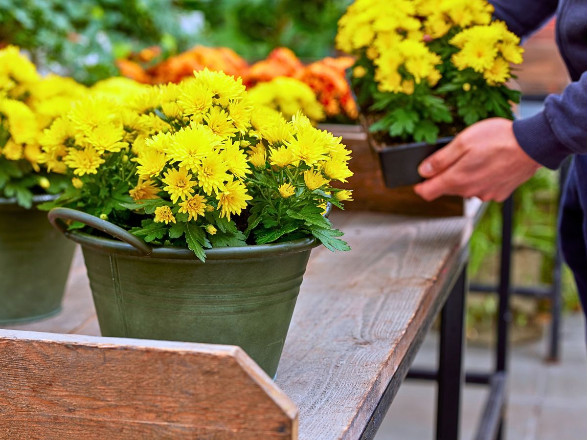 The Long-Lasting Colorful PaX Chrysanthemums From Royal Van Zanten in Your Patio or Garden