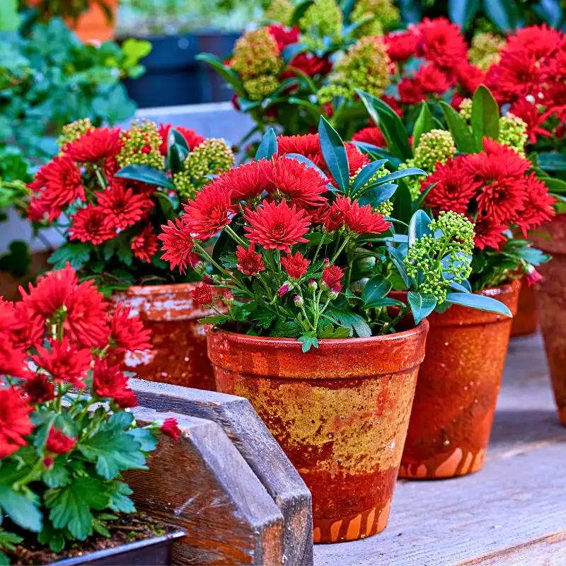 The Long-Lasting Colorful PaX Chrysanthemums From Royal Van Zanten in Your Patio or Garden