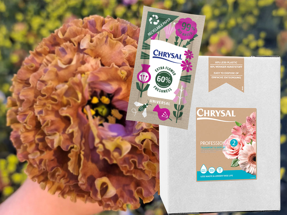 Chrysal Lisianthus solutions with Big Sun Terracotta