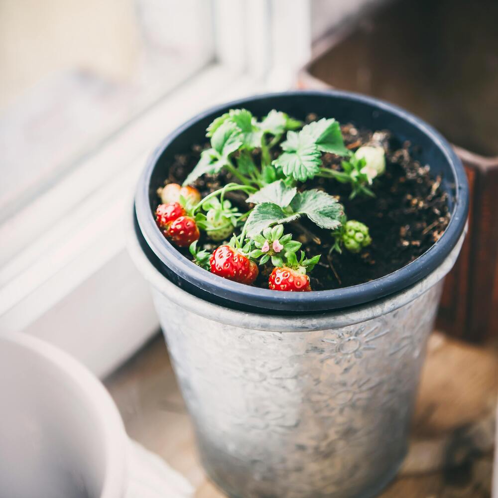 Strawberry small plant for home