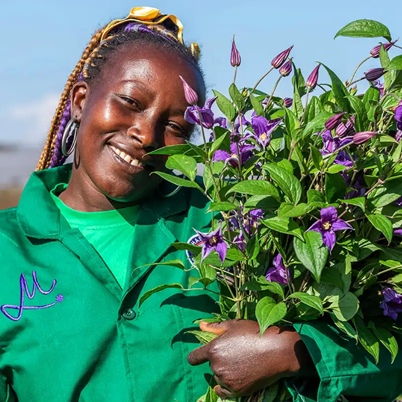 Kenya growers embracing summer flowers trends