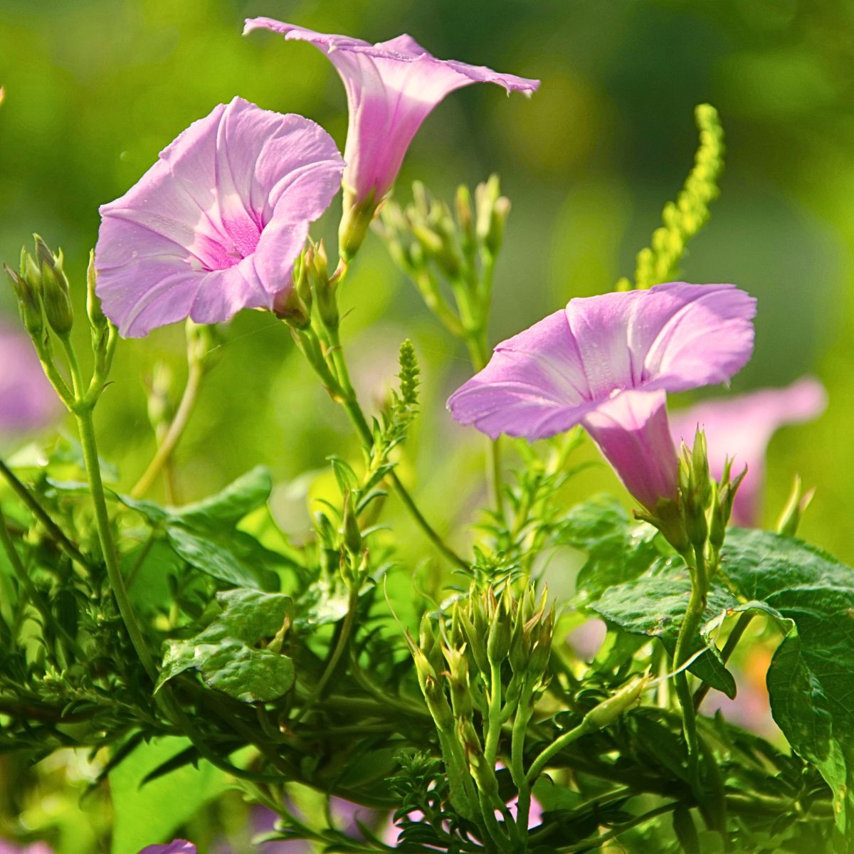 Morning Glory Meaning