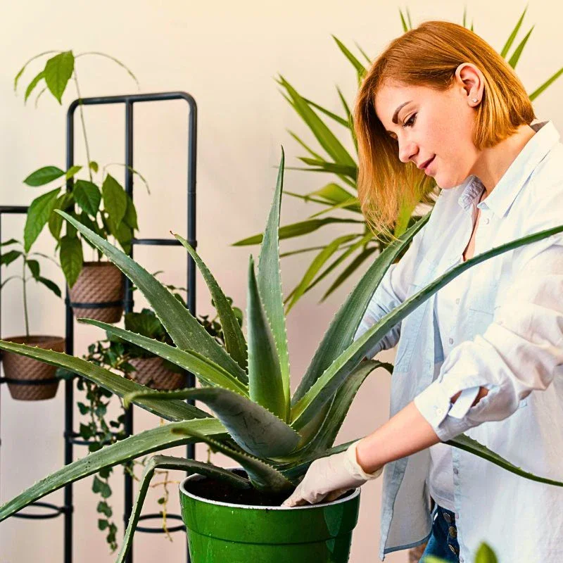 Plants That Will Help You Easily Start Your Journey as a Beginner Plant Parent