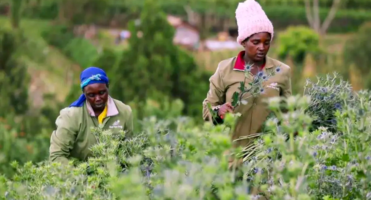 Mount Kenya Sprouts grower on Thursd header