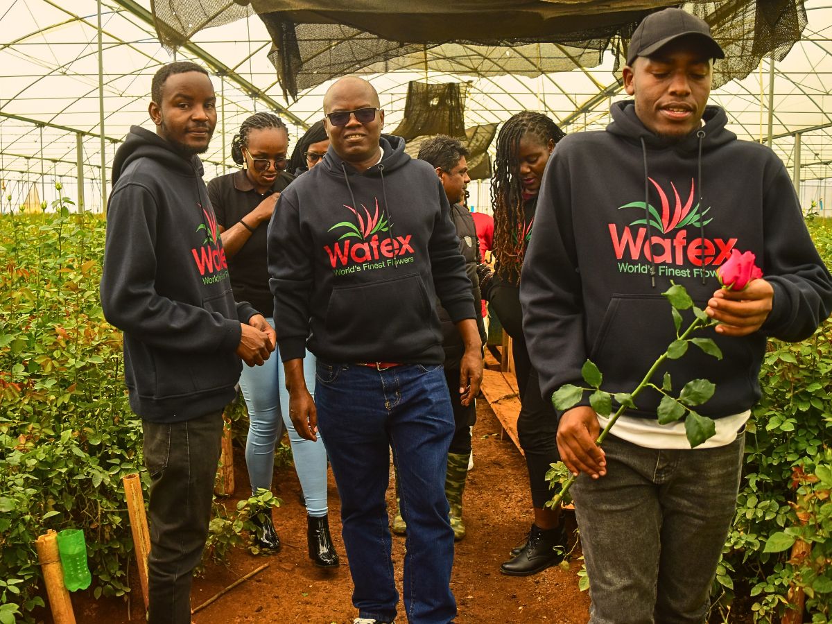 Wafex Kenya Guarantees a Hassle-Free Flower Sourcing and Logistics Experience